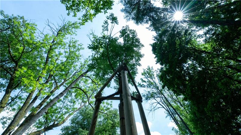 Lange Trockenperioden machen immer mehr Bäumen in historischen Parks zu schaffen.
