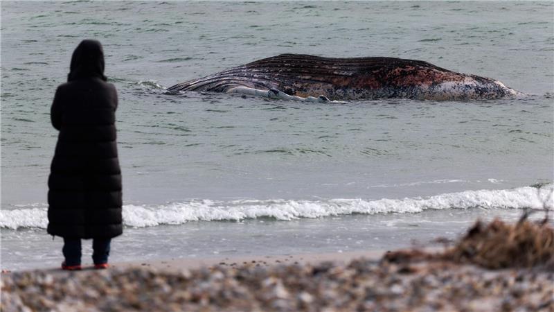 Wal-Obduktion am Strand: Nichts für schwache Nerven Lange hatte der tote Wal im flachen Wasser vor der Insel gelegen. (Archivbild)