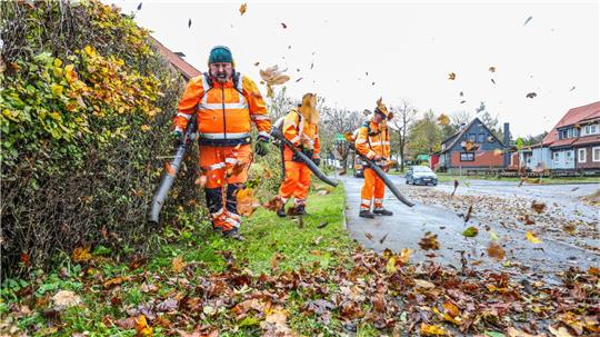 Oberharzer entsorgen das Laub illegal: Nun greift die Stadt ein Laub, Laub und noch mehr Laub: Der Herbst zeigt sich im Oberharz von seiner blättrigen Seite.