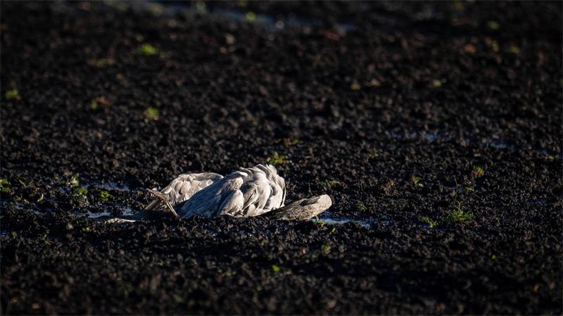 Warum sich eine Expertin Sorgen um die Kraniche macht Laut Friedrich-Loeffler-Institut wurden bei Wildvögeln zuvor noch nie so viele Infektionen mit der Vogelgrippe nachgewiesen. (Archivbild)