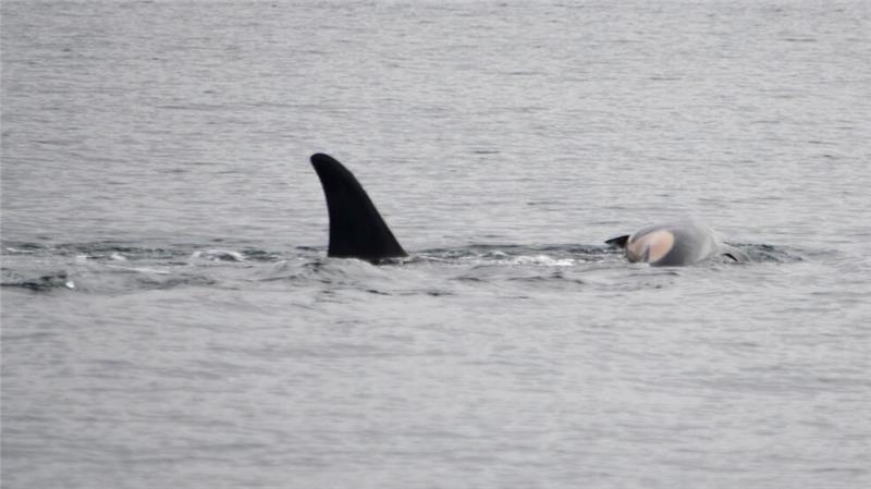 Laut NOAA können sich neben Orcas auch andere soziale Tiere wie Elefanten oder Primaten manchmal nicht von ihrem toten Nachwuchs trennen. (Handout)