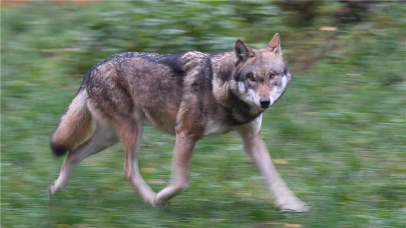 Laut Polizei hat der Wolf eine Frau gebissen und verletzt. (Symbolbild)