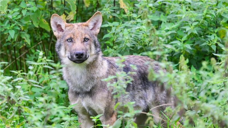 Zahl der Wolfsrudel in Niedersachsen stabil Laut dem Monitoring der Landesjägerschaft lebten zuletzt 54 Wolfsrudel in Niedersachsen. (Archivbild)