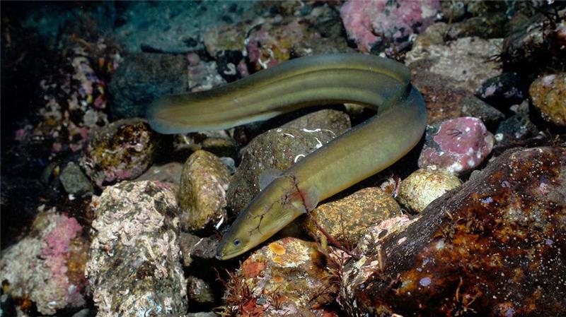 Tausende Süßwasserarten vom Aussterben bedroht Laut der Roten Liste der IUCN ist der Europäische Aal (Anguilla anguilla) vom Aussterben bedroht.