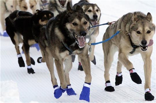Leithunde beim Start des Iditarod Schlittenhunderennens in Anchorage in Alaska.