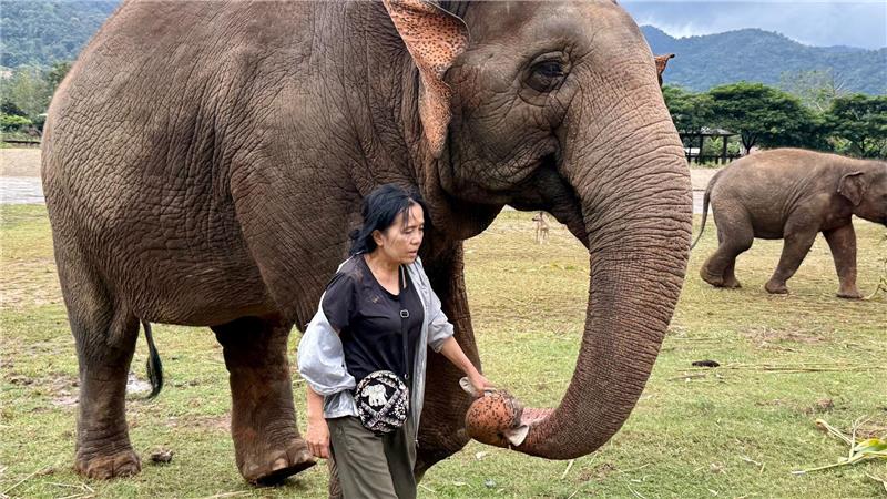 Die Elefantenflüsterin von Chiang Mai Lek ist für ihre Arbeit vielfach ausgezeichnet worden.