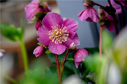 Lenzrosen blühen in einem Beet im Park der Gärten.