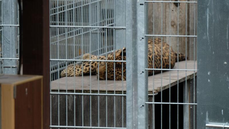 Leopard tötet Besitzer in slowakischem Privatzoo Leopard in einem Gehege: In der Slowakei werden Raubkatzen auch in kleinen Privatzoos gehalten. (Symbolbild)