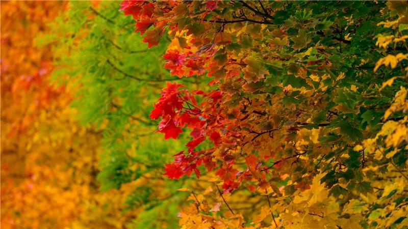 Leuchtende Herbstfarben.