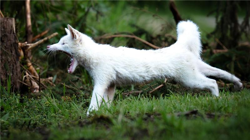 Leuzismus kann bei vielen Wildtieren auftreten, ist aber bei Rotfüchsen selten.