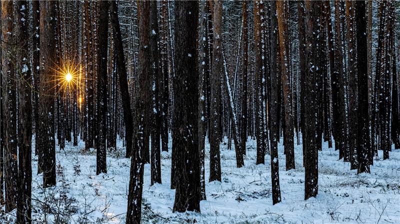 Licht im dunklen Wald.