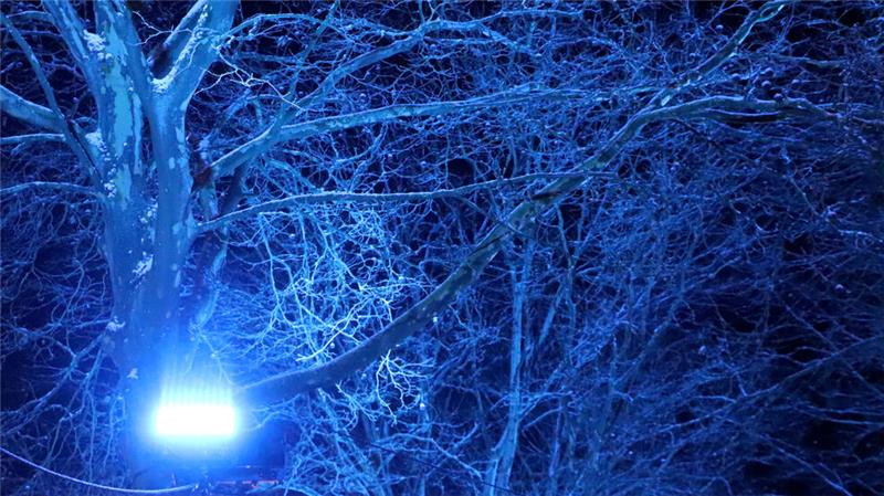 Der Lichterzauber endet: Eisbahn erweist sich als Besuchermagnet Lichterzauber auch in den Bäumen am Jacobsonplatz: Schweinwerfer strahlen sie in wechselnden Farben an.