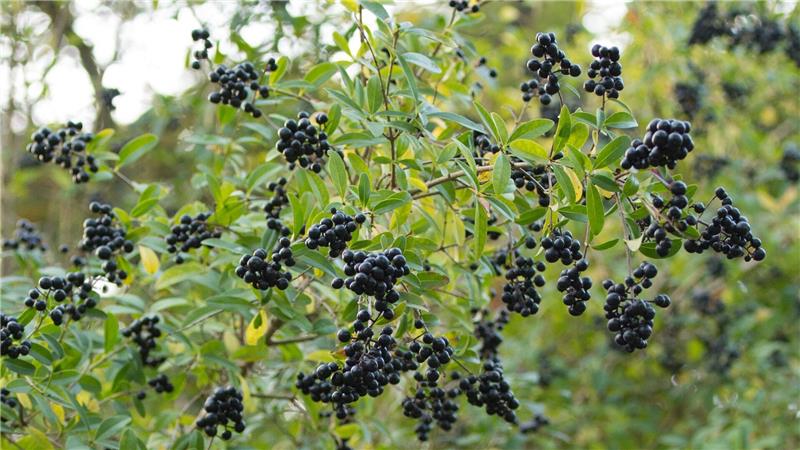 Liguster ist nicht nur pflegeleicht, sondern auch eine gute Futterquelle für Vögel.