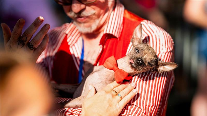 Little Prince Wonder, ein 8-jähriger Chinese Crested, wird während des World’s Ugliest Dog Contest auf der Sonoma County Fair in Santa Rosa gestreichelt.