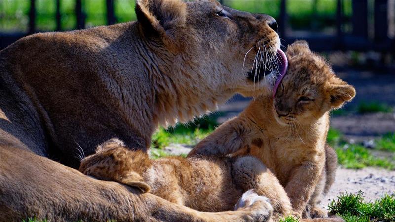 Löwenmama Gina genießt die Sonne mit ihrem Nachwuchs im Kölner Zoo.