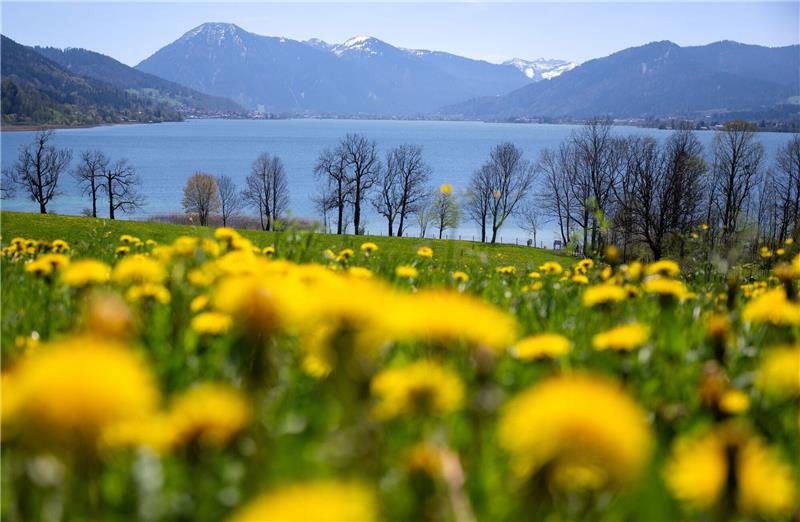 Sonniger Maitag und ein Hauch von Sommer mit über 25 Grad Löwenzahn blüht auf einer Wiese am Tegernsee.