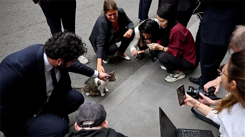 London: Chef-Mäusefänger im Rampenlicht – Journalisten knuddeln Kater Larry nach Macron-Burnham-Treffen