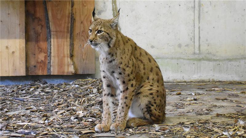 Luchsin Rikki ist für vier Wochen in Quarantäne in der Wildtier- und Artenschutzstation Sachsenhagen, bevor sie in das große Freigehege des Nationalparks an der Rabenklippe einzieht.