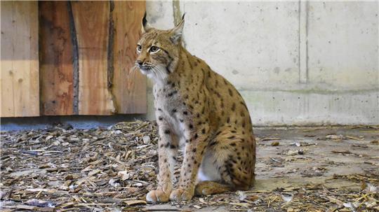 Luchsin Rikki ist für vier Wochen in Quarantäne in der Wildtier- und Artenschutzstation Sachsenhagen, bevor sie in das große Freigehege des Nationalparks an der Rabenklippe einzieht.