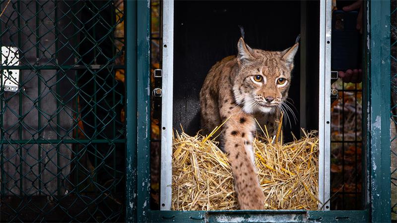 Ein weiblicher Luchs kommt aus einer Transportbox heraus.