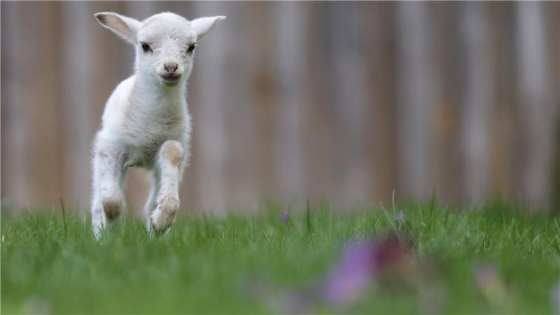 Luisl, das Lämmchen, springt über ein Wiese.