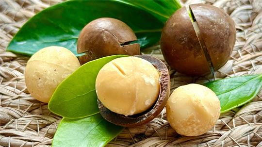 Macadamia-Nüsse haben eine buttrige, fast cremige Konsistenz. 