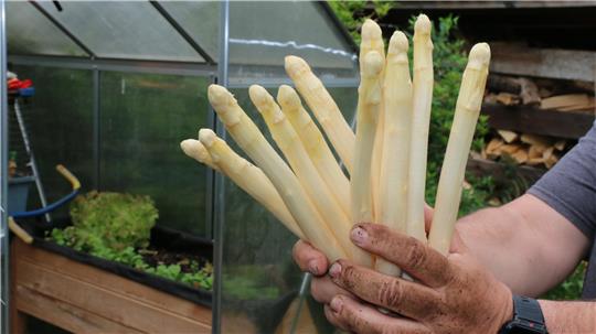 Zwei Hände halten  Spargel. 