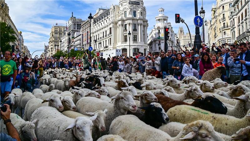 Madrid feiert den Tag der Wanderschäferei mit ganz vielen Schafen.