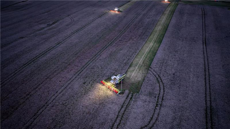 Bilder des Tages Mähdrescher vom Agrarbetrieb Markfrucht Lützow ernten nach Sonnenuntergang Raps auf einem Acker in Mecklenburg-Vorpommern.