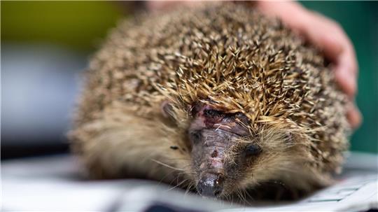 Mähroboter sind nach Nabu-Einschätzung die größte Bedrohung für Igel. (Archivbild)