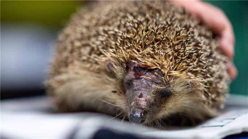 Mähroboter sind wahre Todesfallen für Igel. (Foto-Archiv)