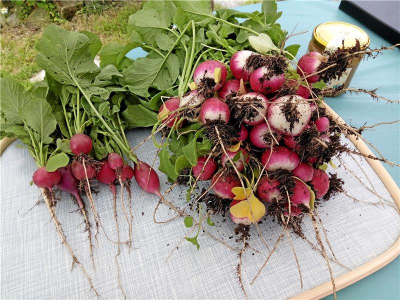 März:  Frisch aus dem Beet gezogene Radieschen kann man schon genießen. Sie benötigen nach der Saat nur wenige Wochen zum Wachsen und Reifen.