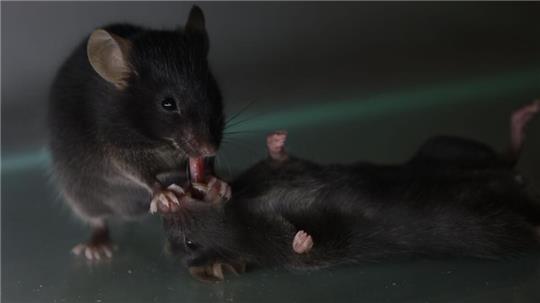 Mäuse kümmern sich um vertraute, bewusstlose Artgenossen. Sie lecken etwa am Fell und ziehen auch schon mal die Zunge ein Stück heraus. 