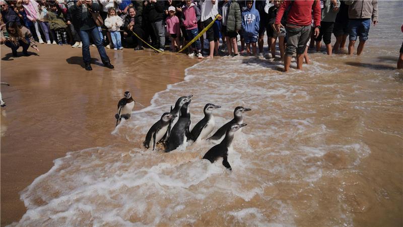 Magellan-Pinguine waten während einer Auswilderung in Uruguay ins Meer, nachdem sie einen Rehabilitationsprozess durchlaufen haben.
