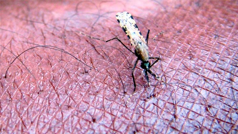 Malaria wird von Mücken übertragen. (Symbolbild)