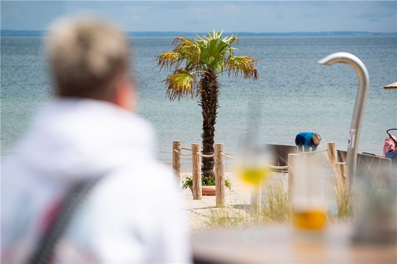 Tropical Ostsee - Palmen sollen mehr Urlaubsgefühl geben Mallorca oder doch Ostsee? Palmen sollen für mehr Urlaubsgefühl sorgen.