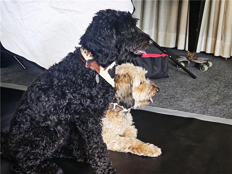 Hunde-Messe in Hahnenklee war ein Besuchermagnet Mama Malu und ihr Sohn Lui posieren für die Kamera. Foto: Sowa