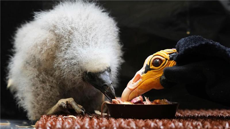 Bilder des Tages Mama, bis Du das? Ein kleiner Savannen-Gelbkopfgeier, der vor rund drei Wochen geschlüpft ist, wird mithilfe einer Puppe, die einen Elternvogel imitiert, im Zoo in Prag gefüttert.
