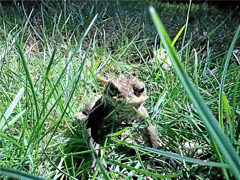 Harzburg erlebt eine Invasion liebestoller Kröten Man muss genau hinschauen, um die Kröten im Gras zu entdecken, aber die Nabu-Helfer haben mittlerweile ein Auge dafür. Außerdem helfen Stirnlampen. Foto: Schlegel