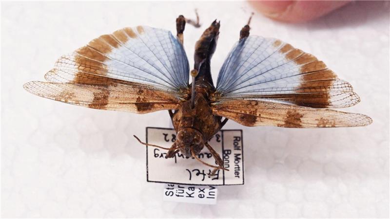 Manche Heuschrecken wie die Blauflügelige Ödlandschrecke können auf den ersten Blick mit Schmetterlingen verwechselt werden.  