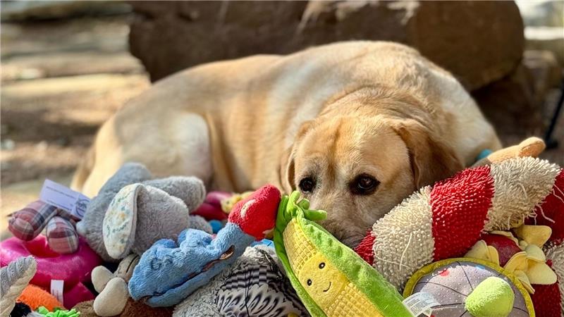 Manche Hunde können aus Gesprächen von Menschen mehr lernen als bisher vermutet.