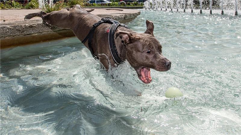 Der Spielsucht verfallen – das sind auch manche Hunde Manche Hunde stoppen ihr Spiel auch bei völliger Überanstrengung oder Verletzung nicht. (Archivbild)