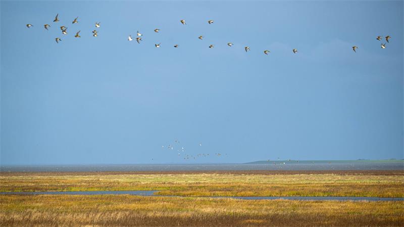 Zugvögel sind da – Tipps für Exkursionen und Beobachtungen Manche Zugvögel bleiben auch als Wintergäste im Wattenmeer. (Archivbild)