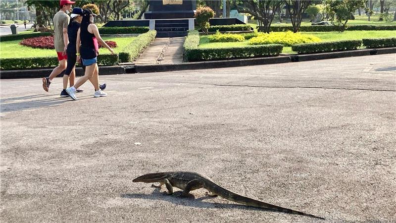 Riesenechsen im Großstadtdschungel: Bangkoks Bindenwarane Manche erstarren vor Schreck, andere sind längst an die Riesenechsen in Bangkok berühmtestem Park gewöhnt.