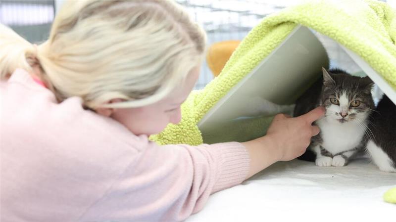 Manchmal braucht es viel Geduld, bis die scheuen Katzen die ehrenamtlichen Katzenstreichler an sich heranlassen. Christina Haas hat es geschafft. 