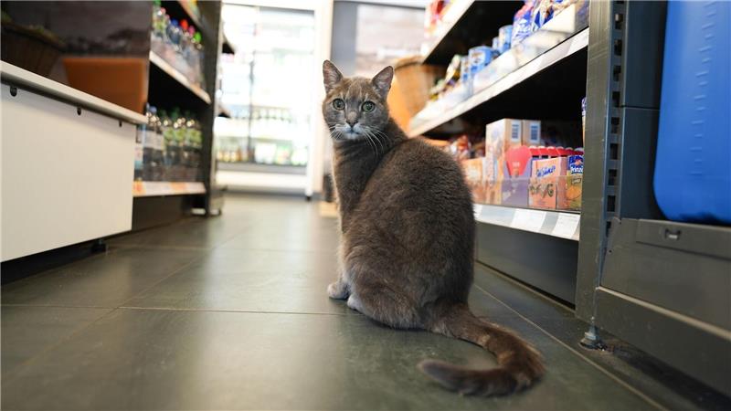 Katze Lotti wohnt in Plöner Baumarkt Manchmal kommt Lotti auch zu Besuch in einer Tankstelle um die Ecke vom Baumarkt.
