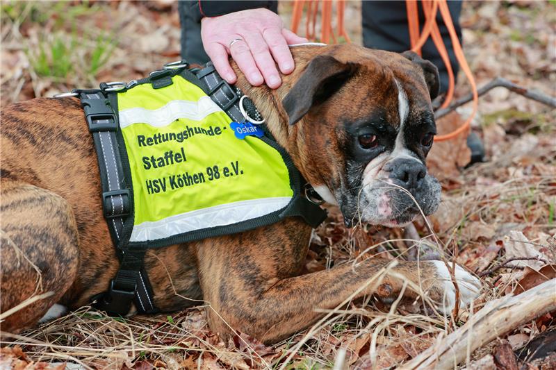 Mantrailer-Hunde suchen im Harz nach Stachelschwein „Pinky“ Mantrailer „Oscar“ von der Rettungshundestaffel in Köthen ist auf die Suche nach vermissten Menschen trainiert. Foto: Matthias Bein/dpa