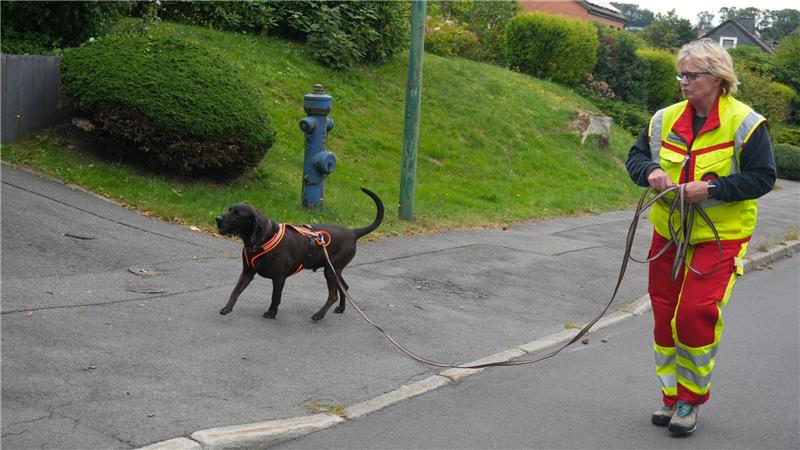 So trainieren Suchhunde im Harz für den Ernstfall Mantrailer kommen eher in urbanen Gebieten zum Einsatz und werden an der Schleppleine geführt.