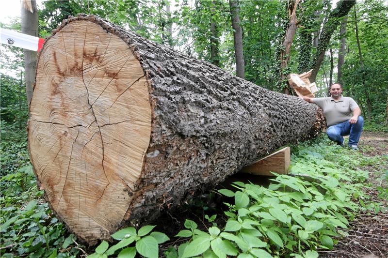 Pfingstpilgern in das Dorf an der Ecker Marin Zimmermann hockt sich neben den Eichenstamm, aus dem irgendwann mal die Welle für das neue Mühlrad gefertigt werden soll.