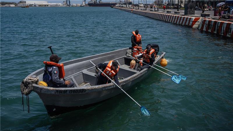 Matrosen der mexikanischen Marine sammeln in Veracruz, Mexiko, ölverschmutztes Sargassum ein.